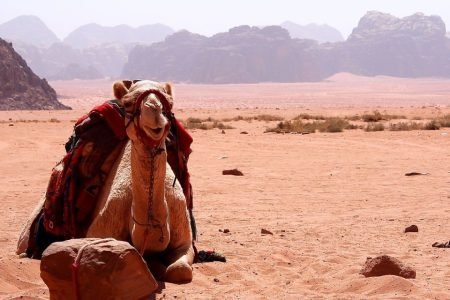 Hurghada Desert Safari |Quad, jeep, Camel, Buggy and Dinner