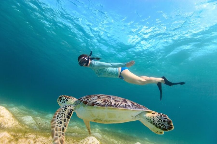 Snorkeling with Turtles